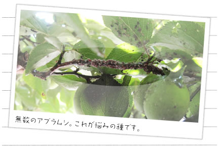 無数のアブラムシ。これが悩みの種です。