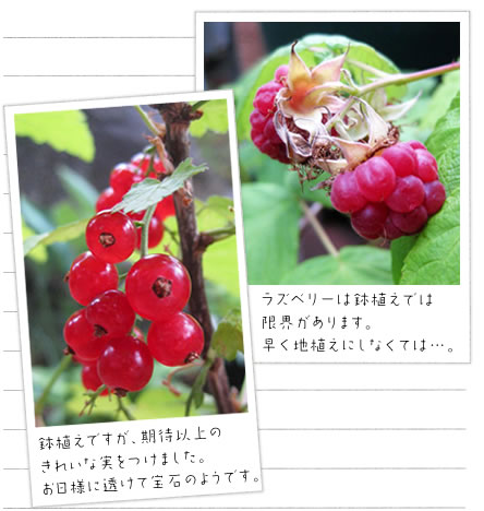 ���A���ł����A���҈ȏ�̂��ꂢ�Ȏ������܂����B�����l�ɓ����ĕ�΂̂悤�ł��B
���Y�x���[�͔��A���ł͌��E������܂��B�����n�A���ɂ��Ȃ��Ắc�B