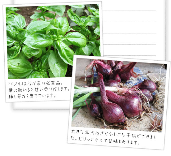 �o�W���͂킪�Ƃ̕K���i�B�t�ɐG���ƊÂ����肪���܂��B���N�͑}���肩���ĂĂ��܂��B
  �傫�Ȑԃ^�}�l�M���珬���Ȏq�����ł��܂����B�s���b�Ɛh���ĊÖ�������܂��B 