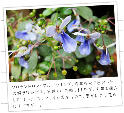 �N�����f���h�����E�u���[�E�B���O�A��N���߂ďo�������D���ȉԂł��B�~�z���Ɏ��s���܂������A���N���w�����Ă��܂��܂����B�A�t���J���Y�Ȃ̂ŁA�Ă��D���ȉԂ̂͂��ł����c�B
