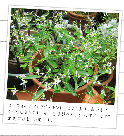 ���[�t�H���r�A�E�_�C�A�����h�t���X�g�́A�����Ăł����񂮂�炿�܂��B�����ڂ͑^�X�Ƃ��Ă��܂����A�ƂĂ���v�ŗ��������Ԃł��B