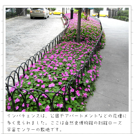 �C���p�`�F���X�́A������A�p�[�g�����g�Ȃǂ̉Ԓd�ɑ��������܂����B�����͎��R�j�����ق̕ʊك��[�Y�F���Z���^�[�̕~�n�ł��B