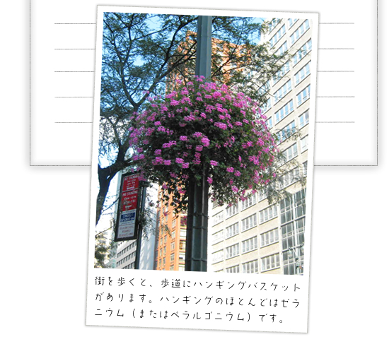 �X������ƁA�����Ƀn���M���O�o�X�P�b�g������܂��B�n���M���O�̂قƂ�ǂ̓[���j�E���i�܂��͂؃����S�j�E���j�ł��B