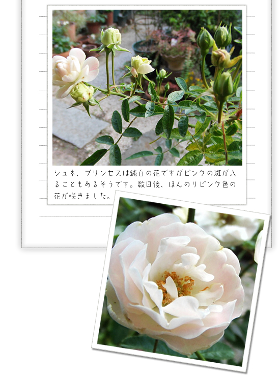 �V���l�[�v�����Z�X�͏����̉Ԃł����s���N�̔������邱�Ƃ����邻���ł��B������A�ق�̂�s���N�F�̉Ԃ��炫�܂����B