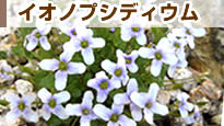 �C�I�m�v�V�f�B�E��