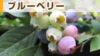 �u���[�x���[
