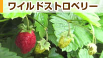 ���C���h�X�g���x���[