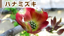 �n�i�~�Y�L