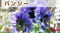 �p���W�[