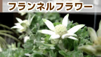 �t�����l���t�����[