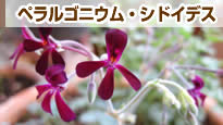 �y�����S�j�E���E�V�h�C�f�X