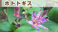 �z�g�g�M�X