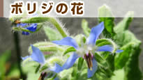 �{���W