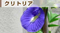 �N���g���A
