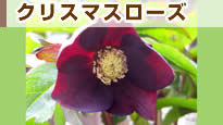 �N���X�}�X���[�Y