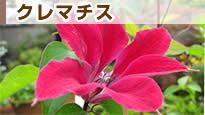 �N���}�`�X