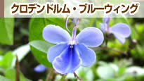 �N�����f���h�����E�u���[�E�B���O