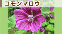 �R�����}���E