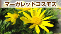 �}�[�K���b�g�R�X���X
