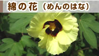 �Ȃ̉�