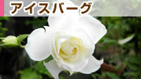 �A�C�X�o�[�O