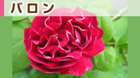 �o�����E�W���[�E�h�E����