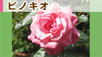 �s�m�L�I