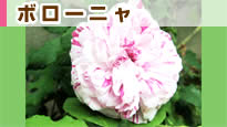 �o���G�K�[�^�E�f�B�E�{���[�j��