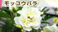 ���b�R�E�o��