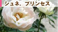 �V���l�[�v�����Z�X