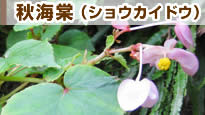 �H�C���i�V���E�J�C�h�E�j