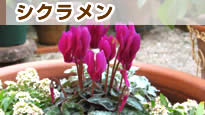 �V�N������