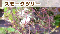 �X���[�N�c���[