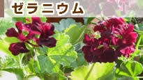 �[���j�E��