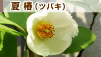 �i�c�c�o�L