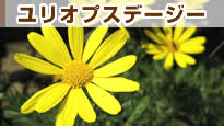 �����I�v�X�f�[�W�[