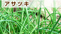 �A�T�c�L