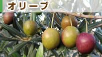 �I���[�u