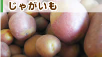 �C���J�̂ЂƂ�