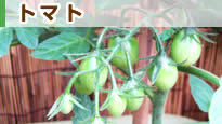 �g�}�g