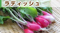 ���f�B�b�V��