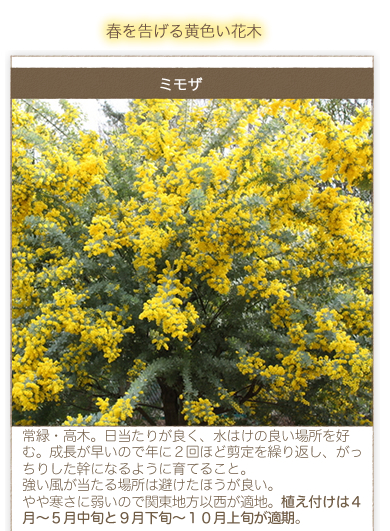 春を告げる黄色い花木「ミモザ」