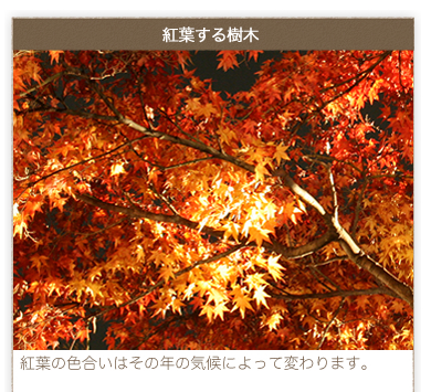 紅葉する樹木／紅葉の色合いはその年の気候によって変わります。