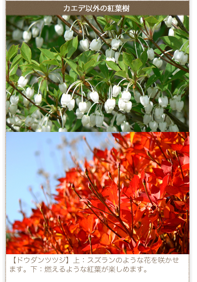 カエデ以外の紅葉樹／【ドウダンツツジ】上：スズランのような花を咲かせます。下：燃えるような紅葉が楽しめます。