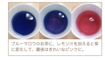 ブルーマロウのお茶に、レモン汁を加えるとと紫に変化して、最後はきれいなピンクに。
