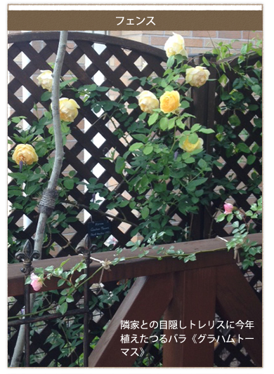 フェンス　隣家との目隠しトレリスに今年植えたつるバラ