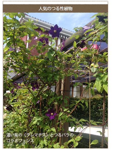 人気のつる性植物　濃い紫の《クレマチス》とつるバラのコラボフェンス