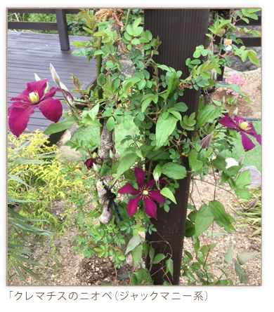 バラと一緒に植えるコンパニオンプランツ 庭づくり イエマガ