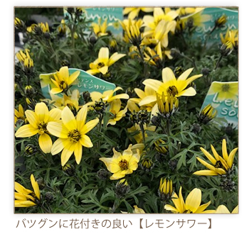 春は黄色い花からやってくる 庭づくり イエマガ