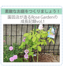 素敵なお庭をつくりましょう！「園芸店が造るRose Gardenの成長日記vol.1
」